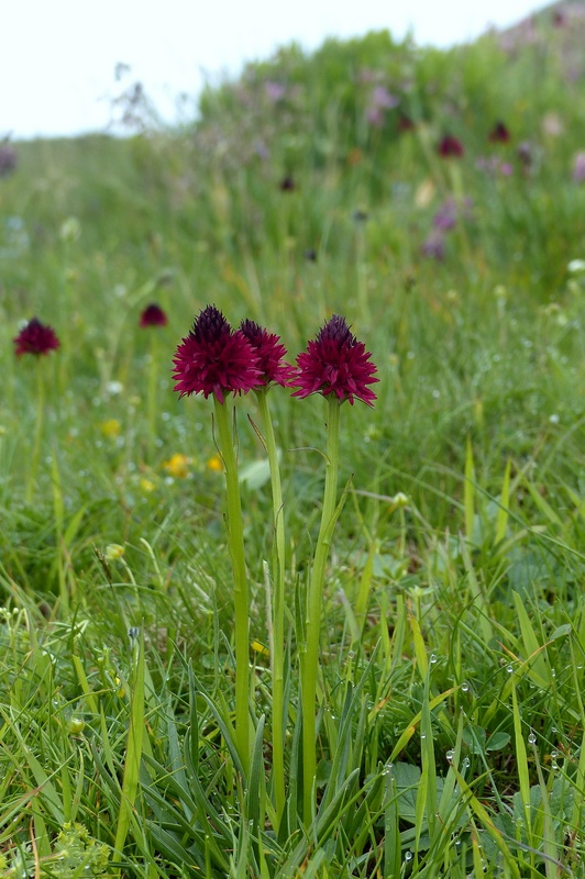 Nigritella cenisia e Nigritella rhellicani  Savoia francese   luglio 2023.